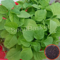 Amaranth Green(Thotakura) (1400+ Seeds) Amaranth Green(Thotakura) (1400+ Seeds)