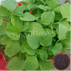 Amaranth Green(Thotakura) (1400+ Seeds) Amaranth Green(Thotakura) (1400+ Seeds)