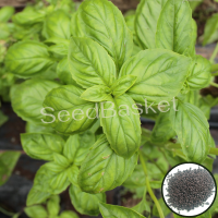 Herb Basil Green (500 Seeds) Herb Basil Green (500 Seeds)