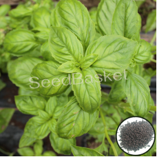Herb Basil Green (500 Seeds) Herb Basil Green (500 Seeds)