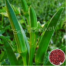 Bhendi(Okra)(Lady’s Finger) Hybrid Bhendi(Okra)(Lady’s Finger) Hybrid
