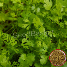 Coriander (300+ Seeds) Coriander (300+ Seeds)