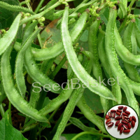 Dolichos Creeper(Theega Chikkudu) (15 Seeds) Dolichos Creeper(Theega Chikkudu) (15 Seeds)