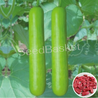 Bottle Gourd Hybrid Bottle Gourd Hybrid