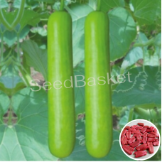 Bottle Gourd Hybrid Bottle Gourd Hybrid