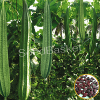 Ridge Gourd Hybrid