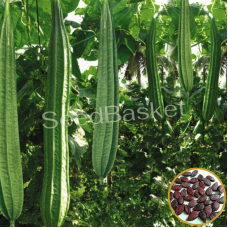 Ridge Gourd Hybrid Ridge Gourd Hybrid