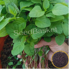 Amaranth Red Stem(Koya Thotakura) (1400+Seeds) Amaranth Red Stem(Koya Thotakura) (1400+Seeds)