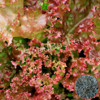 Lettuce Lollo Rossa Seeds (400Seeds) Lettuce Lollo Rossa Seeds (400Seeds)