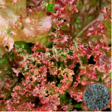 Lettuce Lollo Rossa Seeds (400Seeds) Lettuce Lollo Rossa Seeds (400Seeds)