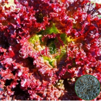 Microgreen Lettuce Lollo Rossa Seeds(1750 seeds) Microgreen Lettuce Lollo Rossa Seeds(1750 seeds)