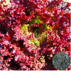 Microgreen Lettuce Lollo Rossa Seeds(1750 seeds) Microgreen Lettuce Lollo Rossa Seeds(1750 seeds)