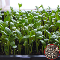 Microgreen Palak Seeds (100 Grms) Microgreen Palak Seeds (100 Grms)