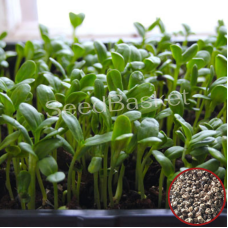 Microgreen Palak Seeds (100 Grms) Microgreen Palak Seeds (100 Grms)