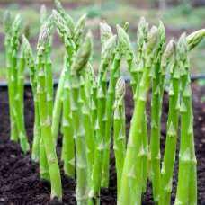 Asparagus (90 seeds) Asparagus (90 seeds)