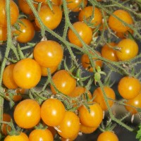 Cherry Tomato Yellow F1 Hybrid Cherry Tomato Yellow F1 Hybrid