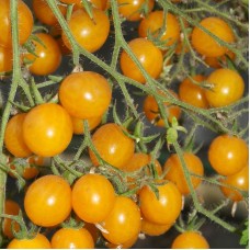 Cherry Tomato Yellow F1 Hybrid Cherry Tomato Yellow F1 Hybrid