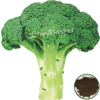 Broccoli (300 Seeds) Broccoli (300 Seeds)