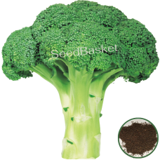 Broccoli (300 Seeds) Broccoli (300 Seeds)