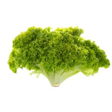 Lettuce Batavia (400Seeds) Lettuce Batavia (400Seeds)