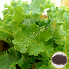 Curly Kale (400 Seeds)
