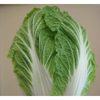 Chinese Cabbage (50 Seeds) Chinese Cabbage (50 Seeds)