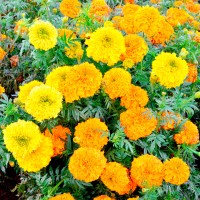 Marigold African Mix Yellow Orange (100 Seeds) Marigold African Mix Yellow Orange (100 Seeds)
