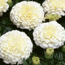 Marigold White African (30 Seeds) Marigold White African (30 Seeds)