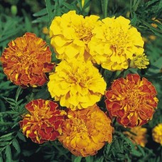 French Marigold Mix French Marigold Mix