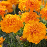 Marigold French Orange (20 Seeds) Marigold French Orange (20 Seeds)