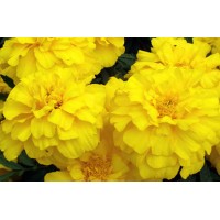 Marigold French Yellow (50 seeds) Marigold French Yellow (50 seeds)