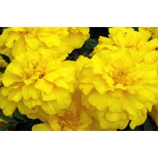Marigold French Yellow (50 seeds) Marigold French Yellow (50 seeds)