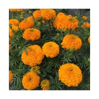 Marigold Orange African (100 Seeds)