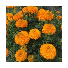 Marigold Orange African (100 Seeds)