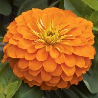 Zinnia Orange King Zinnia Orange King