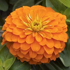 Zinnia Orange King Zinnia Orange King