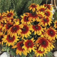 Rudbeckia Dwarf Mixed Rudbeckia Dwarf Mixed