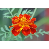 French Marigold Red