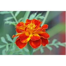 French Marigold Red French Marigold Red