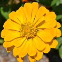 Zinnia Elegans Yellow Zinnia Elegans Yellow