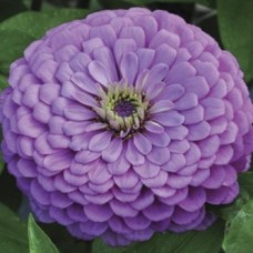 Zinnia Elegans Purple