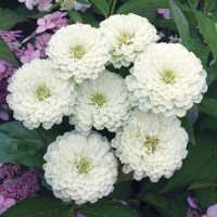 Zinnia Elegans White Zinnia Elegans White