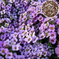 Alyssum Royal Carpet Blue (200 Seeds) Alyssum Royal Carpet Blue (200 Seeds)