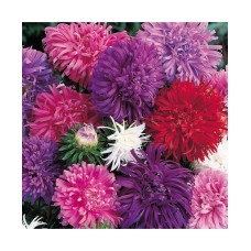 Aster Duchess Formula Mixed Aster Duchess Formula Mixed