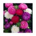 Aster Duchess Formula Mixed Aster Duchess Formula Mixed
