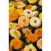 Calendula Fiesta Gitana Mixed Calendula Fiesta Gitana Mixed