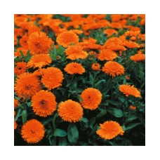 Calendula Extra Double Orange Calendula Extra Double Orange