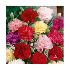 Dianthus Chaubaud Mixed Dianthus Chaubaud Mixed