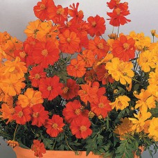 Cosmos Brightlite Flower (100 Seeds) Cosmos Brightlite Flower (100 Seeds)