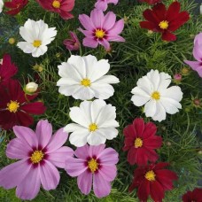 Cosmos Mixed Flower (100 Seeds) Cosmos Mixed Flower (100 Seeds)
